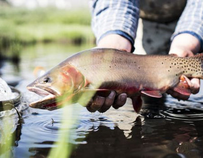 REED'S FISHING OUTLOOK FOR AUGUST