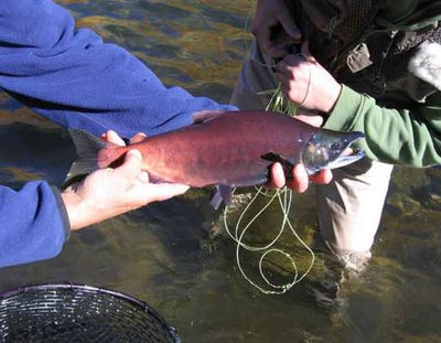 Fly Fishing for Kokanee Salmon in Colorado
