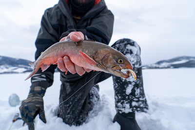 Arctic Char in Colorado!