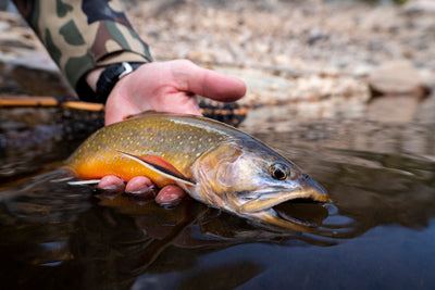 Reed's Fishing Outlook for October