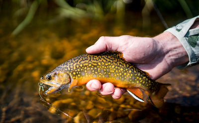 Small Streams During Spring Run Off