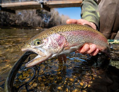 Catching up with Kory Lewis on the Blue River :: Alivoras