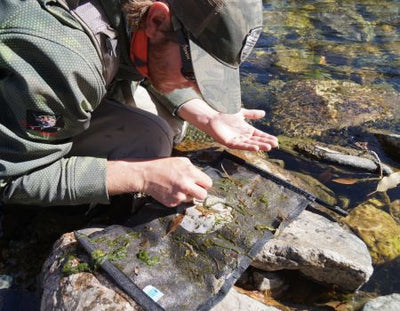 Bugs in The Blue: An overview of aquatic life in the Blue River and Dillon Reservoir