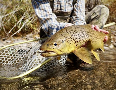 REED'S FISHING OUTLOOK FOR OCTOBER