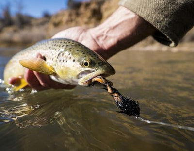 FEATHERS TO FINS WITH JACOB LUTZ