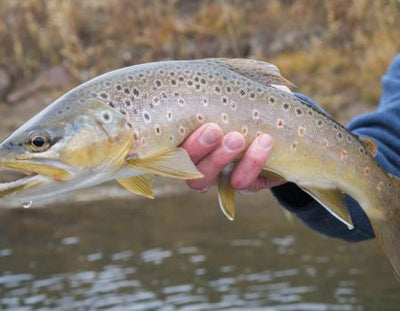 REED'S FISHING OUTLOOK FOR JULY
