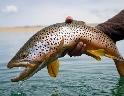 REED'S FISHING OUTLOOK FOR JUNE