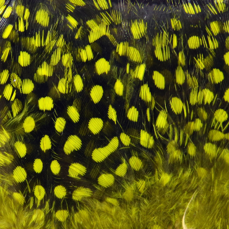 UV2 Large Eyed Guinea Feathers