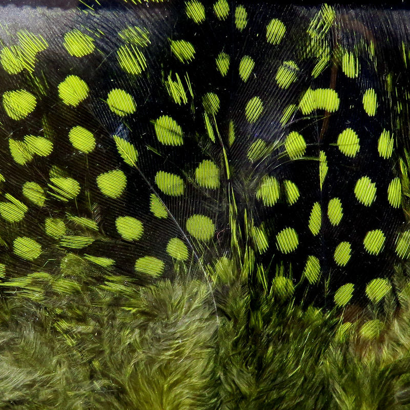 UV2 Large Eyed Guinea Feathers
