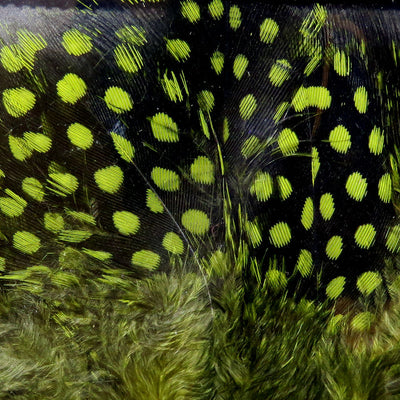 UV2 Large Eyed Guinea Feathers