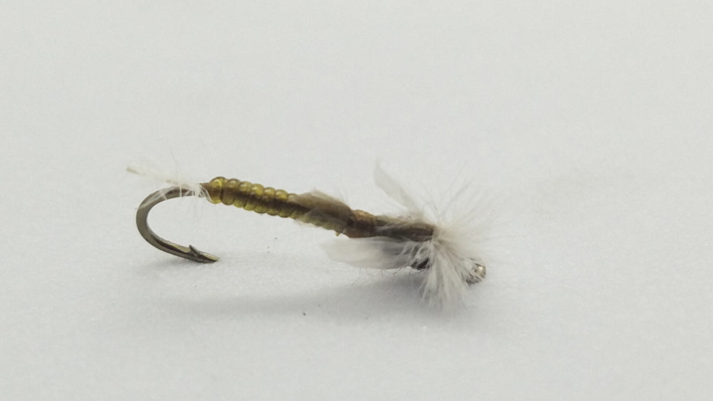 Stalcup’s Chironomid