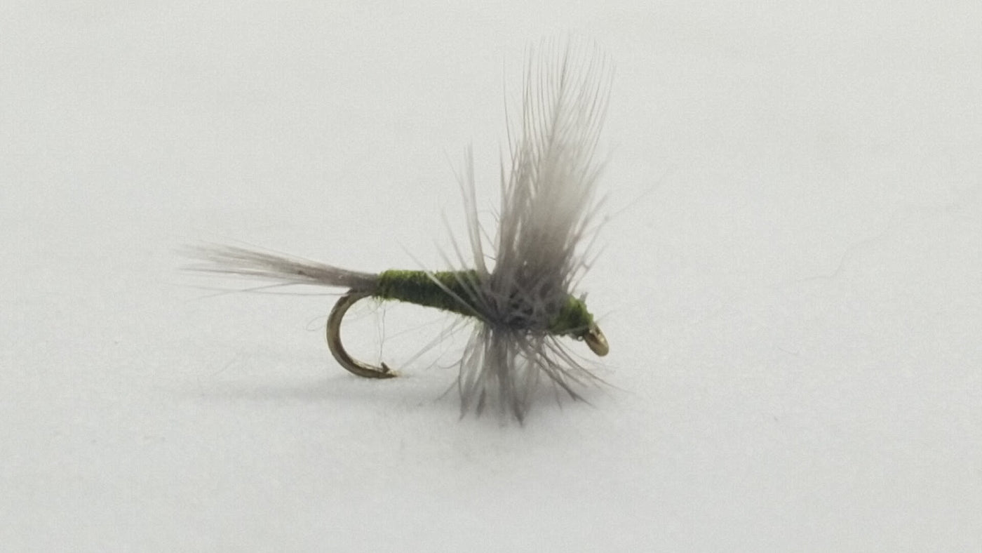 BWO Thorax
