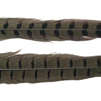 Wapsi 1 Pair Ringneck Pheasant Tail Feathers