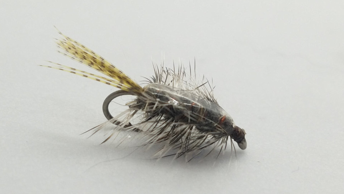 Rickard’s Callibaetis