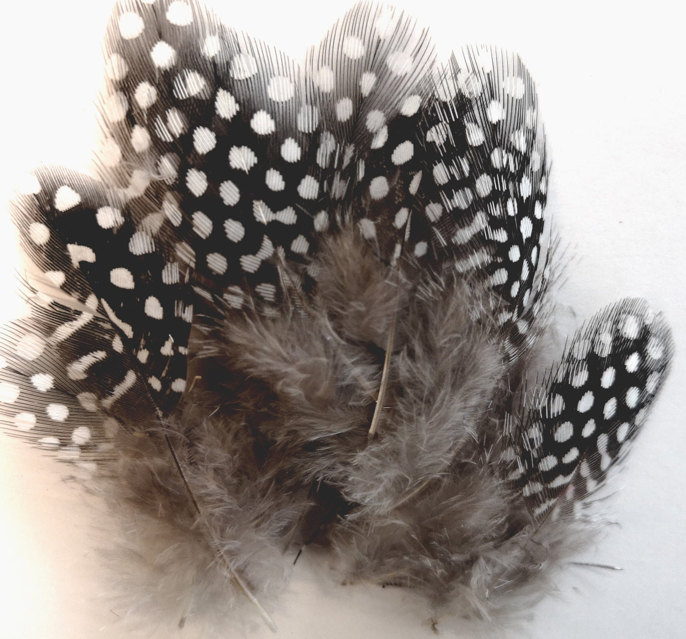 UV2 Large Eyed Guinea Feathers