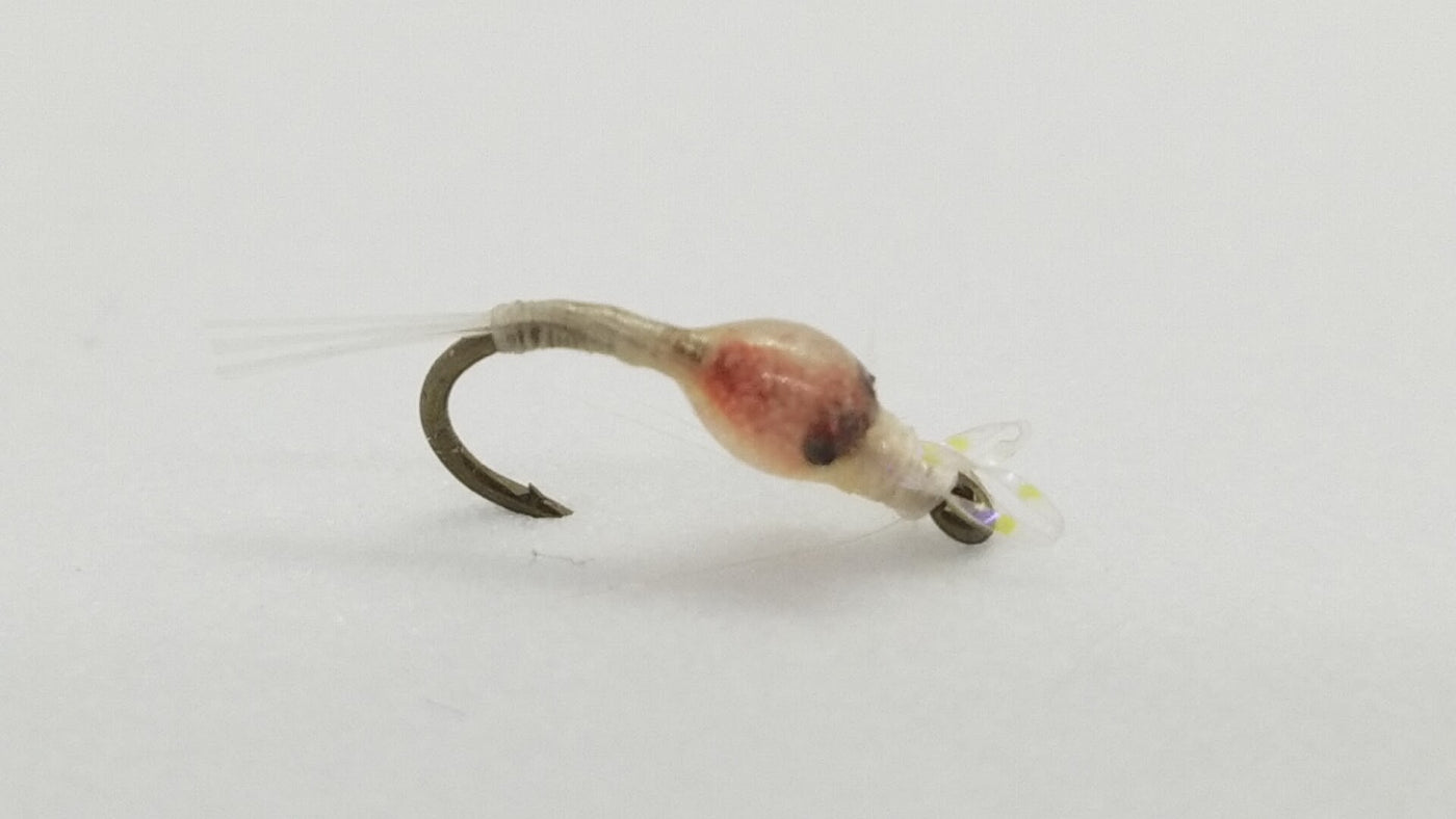 Reed’s Magma Mysis Shrimp Size 16