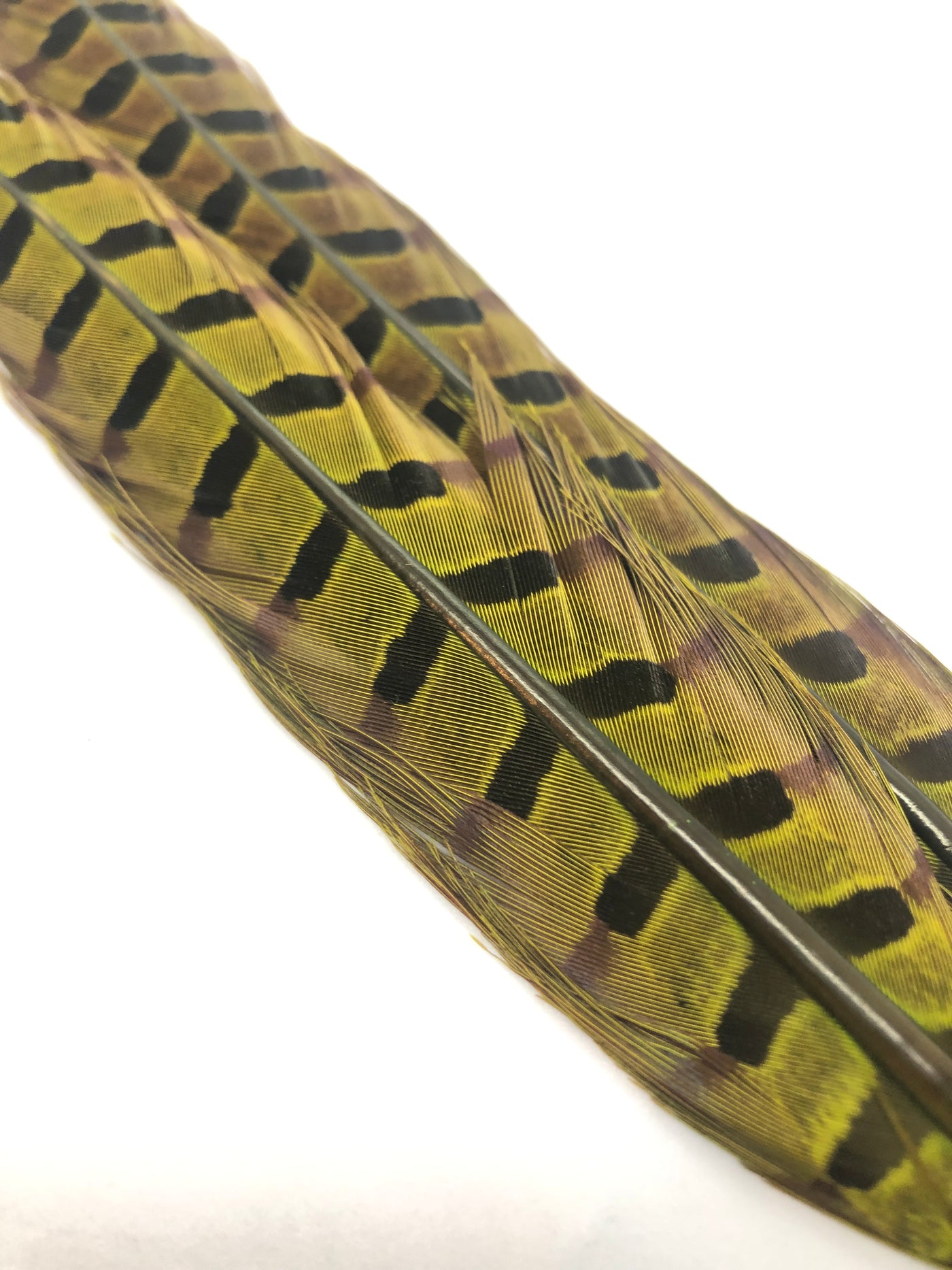 Wapsi 1 Pair Ringneck Pheasant Tail Feathers