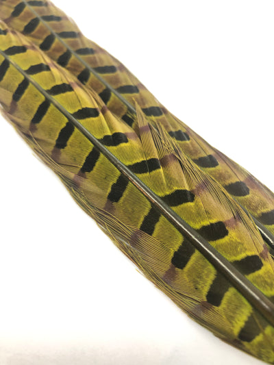 Wapsi 1 Pair Ringneck Pheasant Tail Feathers