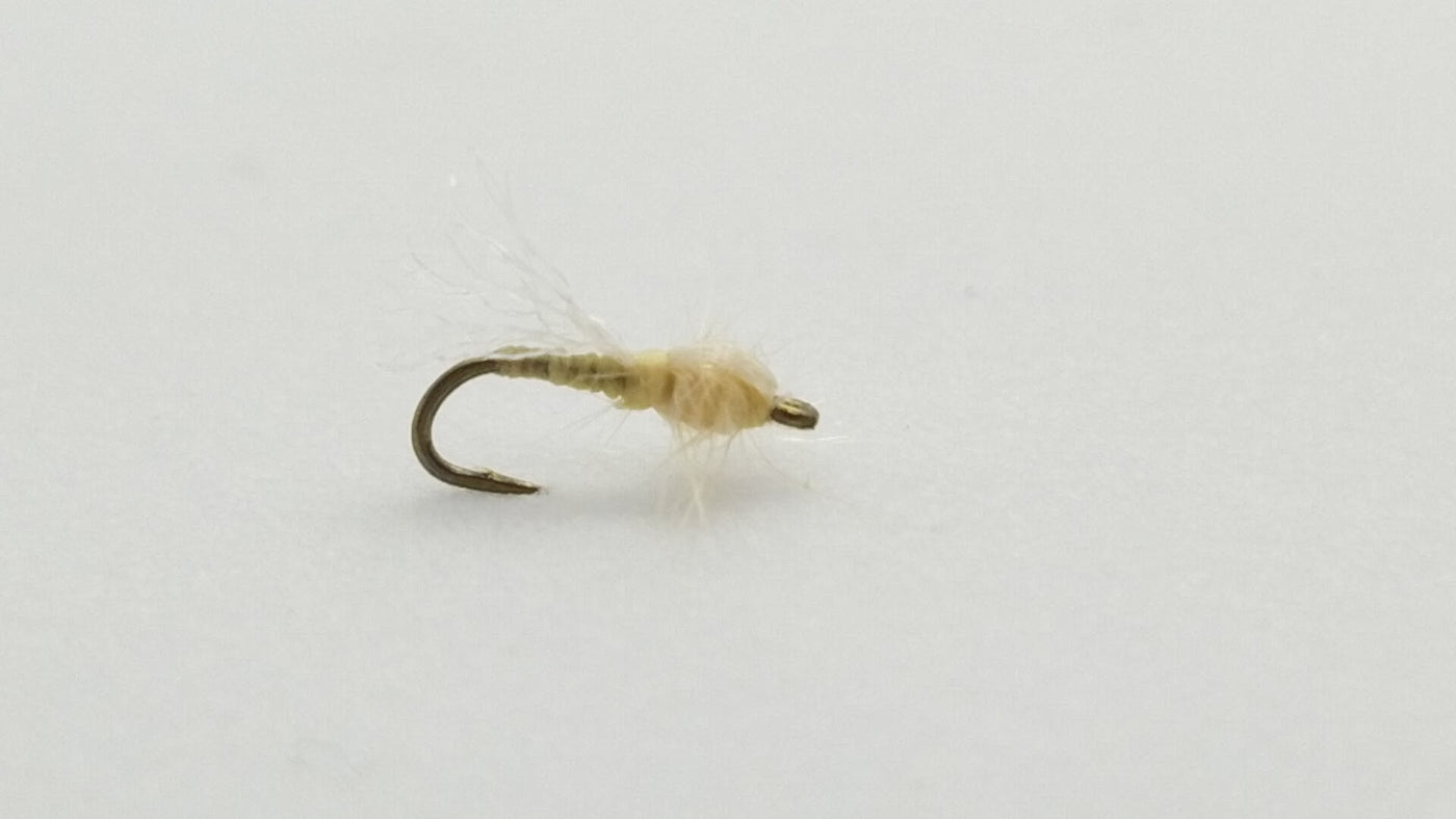 Adult Midge