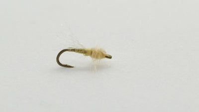 Adult Midge