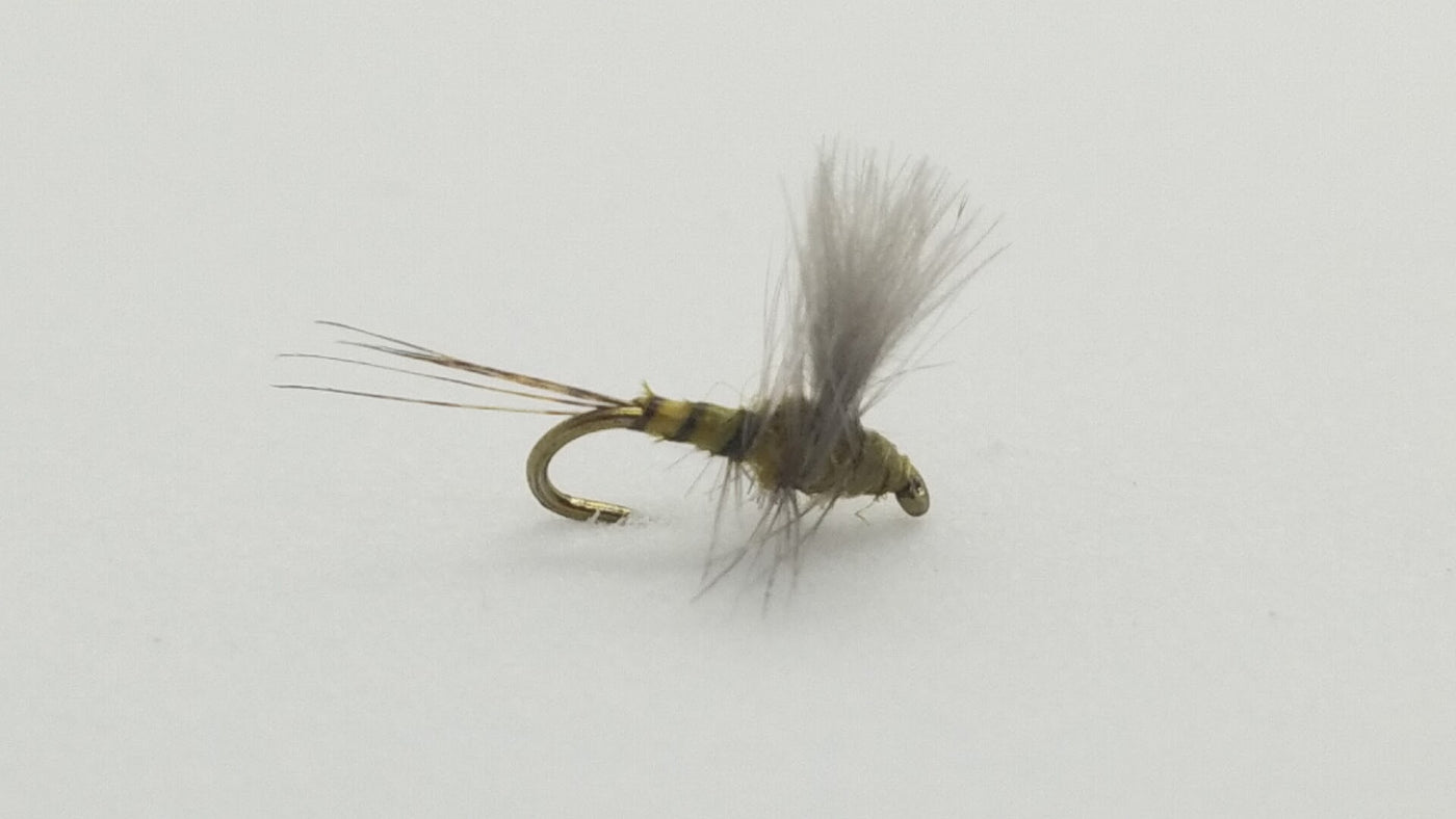 CDC Thorax Bwo Size 22