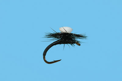 Brooks' Sprout Midge