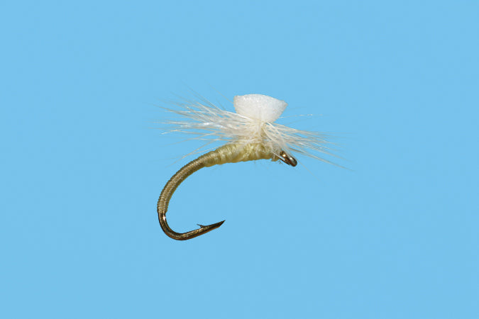Brooks' Sprout Midge