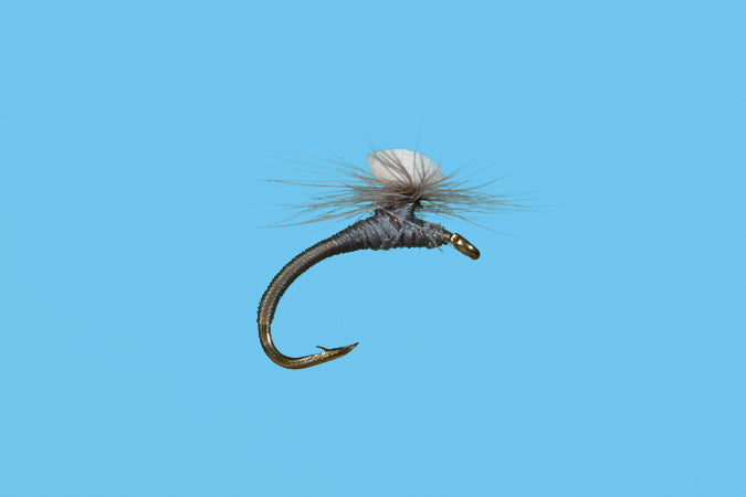 Brooks' Sprout Midge