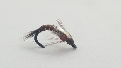 Shotglass Baetis