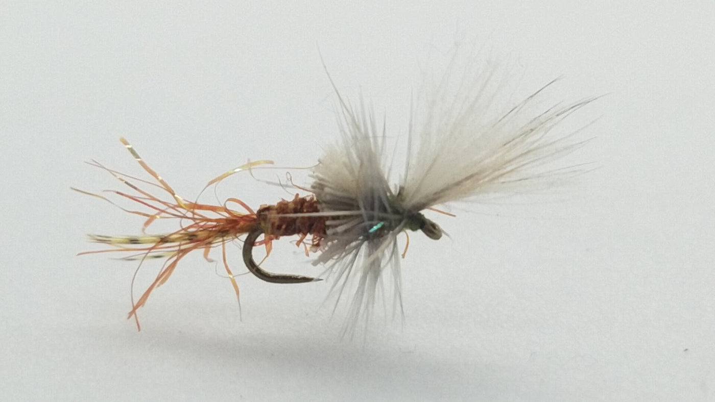 D&D Cripple BWO Size 20