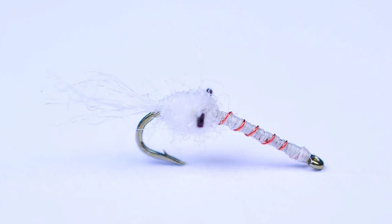 Candy Cane Mysis Shrimp