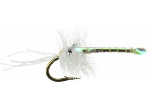 Mayer's Mysis Shrimp